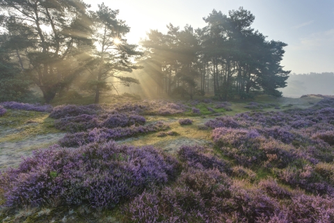 mevrouw van der Heiden - van Leeuwen