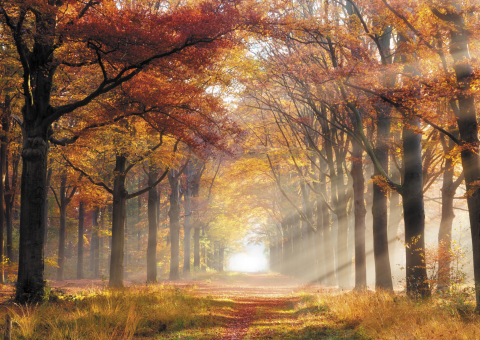 Herfst