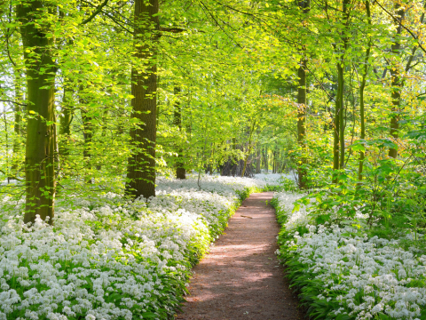 Lente